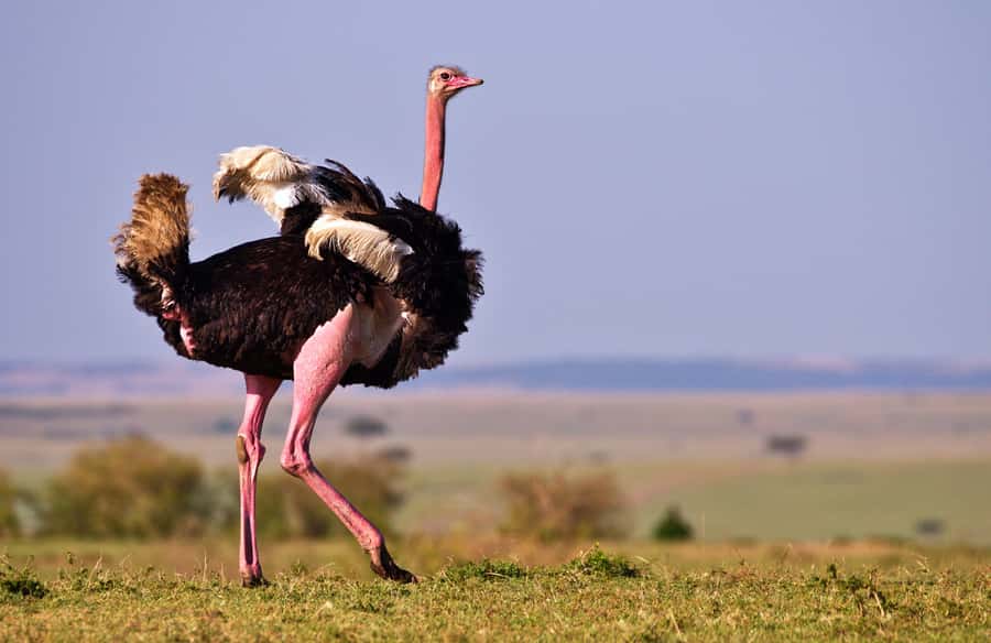 2 days Tsavo East and saltlick safari from Diani/Mombasa - The 5:00 am pickup from Diani or Mombasa
