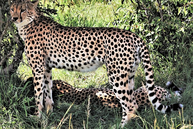 2 Days Tsavo East National Park Tour From Mombasa/Diani (1 Night) - Leaving Mombasa for Tsavo East