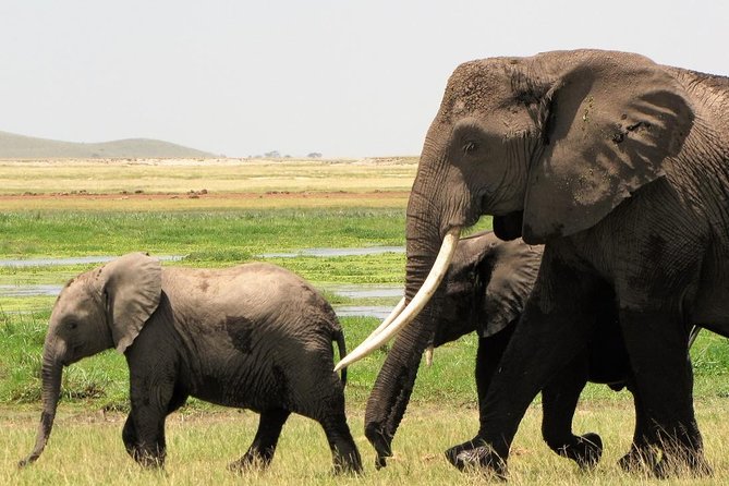 2 Days Tsavo East National Park Tour From Mombasa/Diani (1 Night) - Lunch and a night near the wildlife