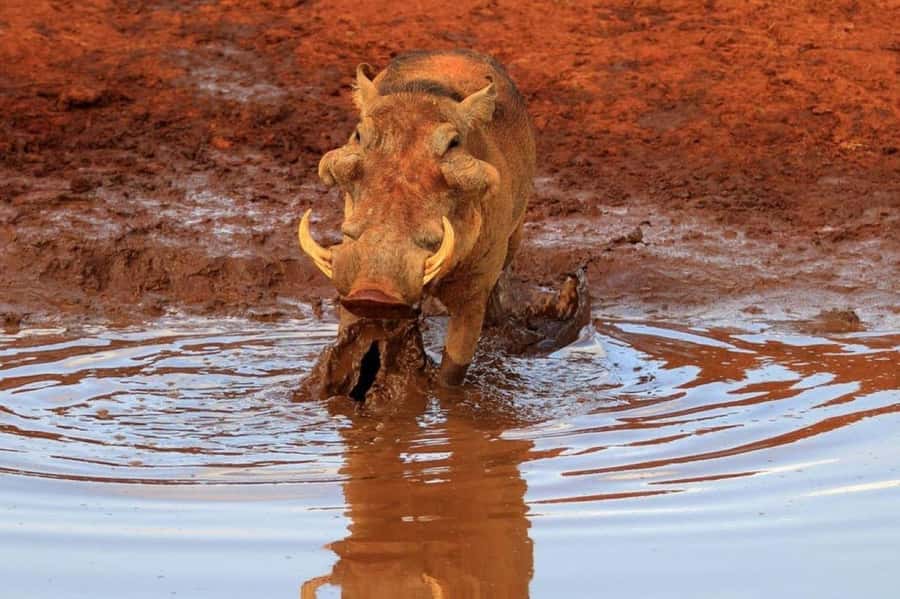 2-Days Wildlife Safari to Tsavo East & Tsavo West Park - From the coast to Tsavo East before breakfast