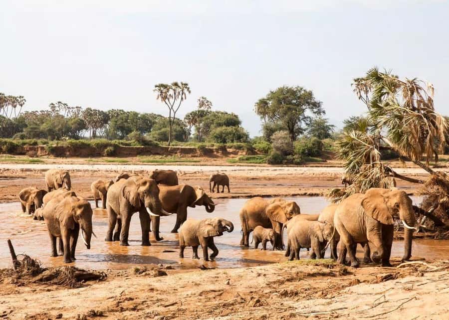2-Days Wildlife Safari to Tsavo East & Tsavo West Park - Sunrise and Mzima Springs on the second day