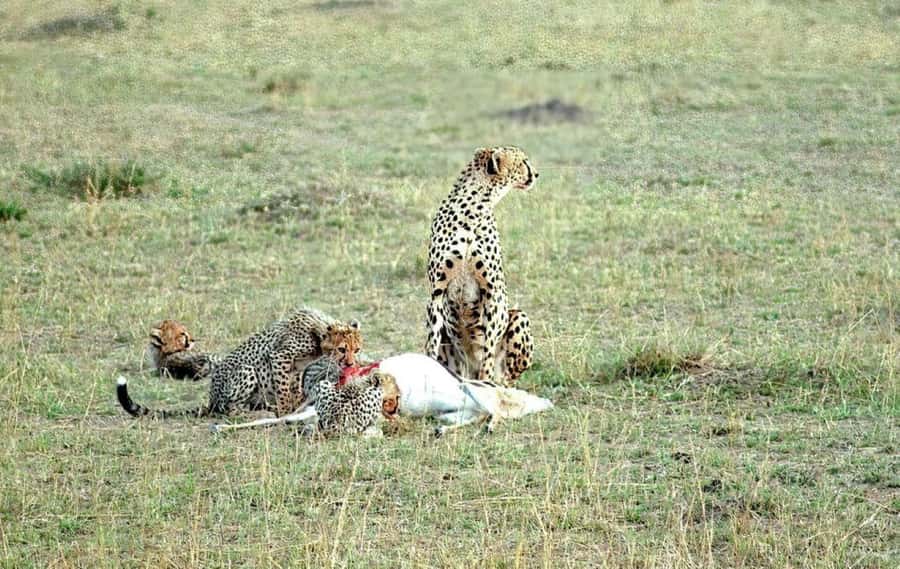 2-Days Wildlife Safari to Tsavo East & Tsavo West Park - FAQ