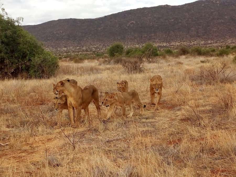 2-Days Wildlife Safari to Tsavo East & Tsavo West Park - Tsavo East, Aruba Dam, and the first animal search