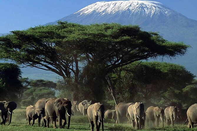 2 Nights 3 Days Amboseli National Park With 4<em>4 Vehicle – Key points to know before booking’ /></p>
<ul>
<li><strong>Mount Kilimanjaro views:</strong> The mountain forms the famous backdrop, though cloud cover can affect visibility.</li>
<li><strong>Private 4×4 safari:</strong> Your group travels alone, with a guide rather than sharing the vehicle with strangers.</li>
<li><strong>One full game-drive day:</strong> Day two gives you the most time for wildlife viewing, with a packed lunch.</li>
<li><strong>Meals and park fees included:</strong> Two breakfasts, two lunches, two dinners, water, and entry fees are covered.</li>
<li><strong>Nairobi pickup at 7:00 am:</strong> The early start helps you reach Amboseli with time for an evening drive.</li>
<li><strong>Camp or hotel stay:</strong> Accommodation is arranged as part of the trip, with Amboseli Eco Camp mentioned as one possible base.</li>
</ul>
<h2>Why Amboseli works so well for a short safari</h2>
<p><img width="669" height="446" decoding="async" src=