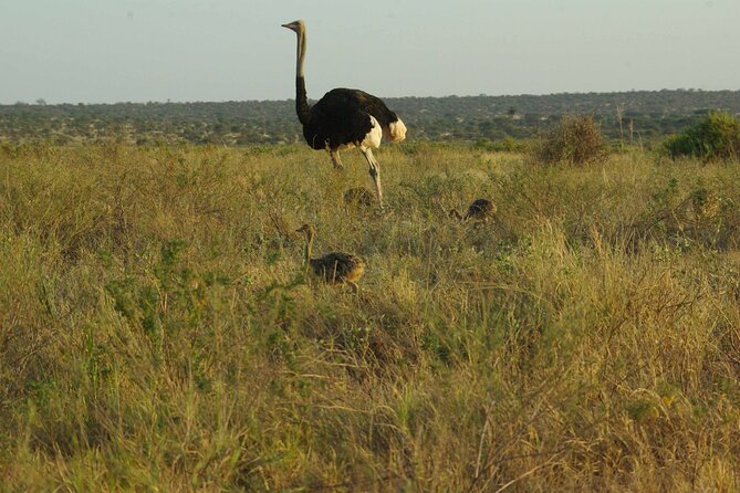 2 nights 3 days Masai Mara safari package - Day two: a 12-hour search for the Big Five