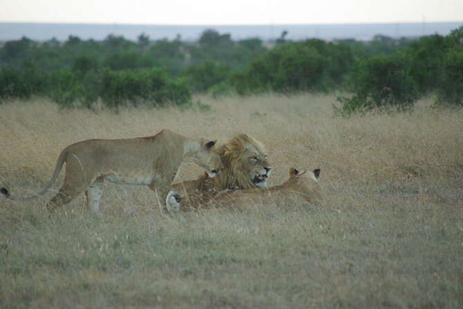 2 nights 3 days Masai Mara safari package - Day three: an early morning game drive