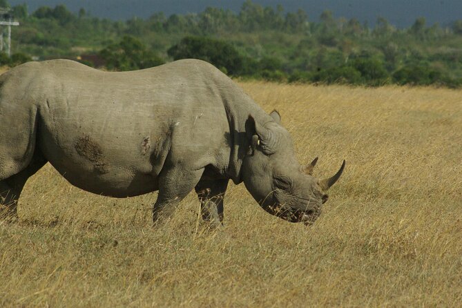 2 nights 3 days Masai Mara safari package - What makes the guiding valuable