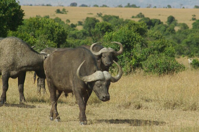 2 nights 3 days Masai Mara safari package - Who will get the most from this safari