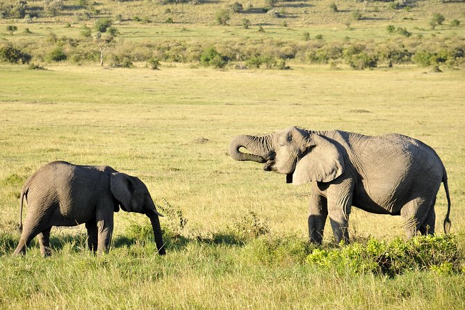 3 Day 2 Nights Maasai Mara Safari - Day two: the main wildlife day