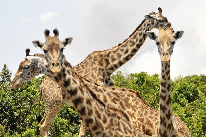 3 Day 2 Nights Maasai Mara Safari - Day three: a short Maasai village visit