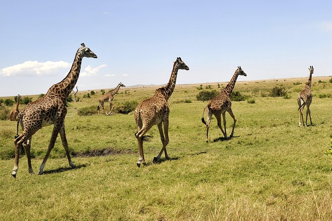 3 Day 2 Nights Maasai Mara Safari - What the $390 price really covers
