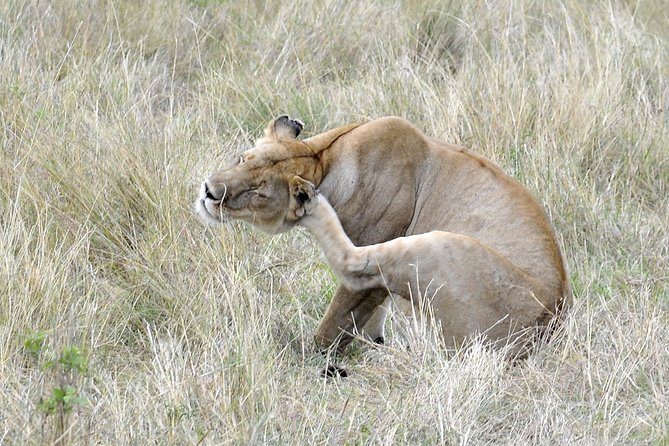 3 Day 2 Nights Maasai Mara Safari - Guides, group size, and the feel of the trip