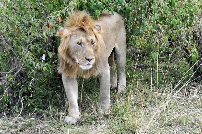 3 Day 2 Nights Maasai Mara Safari - Who should book this Maasai Mara safari?