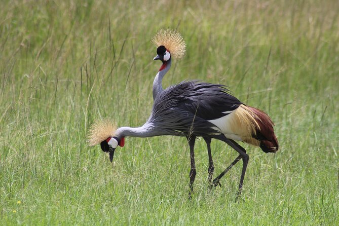 3-Day Amboseli National Reserve Safari from Nairobi - Why Amboseli works well for a short Kenya safari