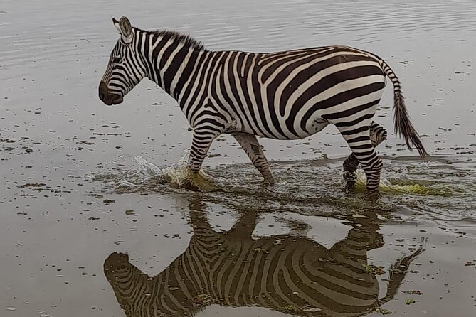 3-Day Amboseli Safari from Nairobi - Private safari or shared vehicle?