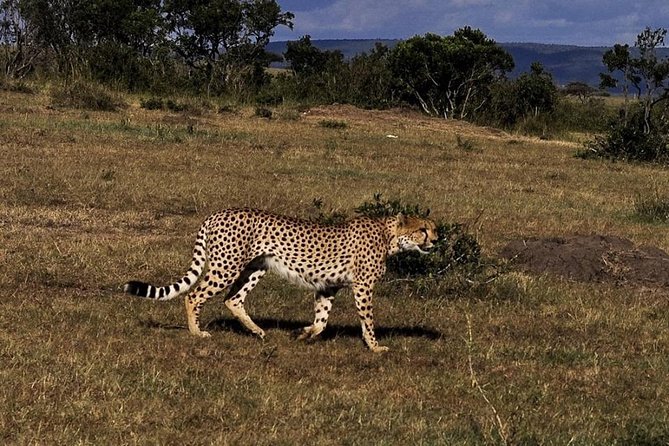 3-DAY Best Maasai Mara Safari (POPULAR) - Day 2: A full day among the Mara animals