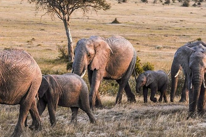 3-DAY Best Maasai Mara Safari (POPULAR) - Day 3: One last game drive and a cultural stop