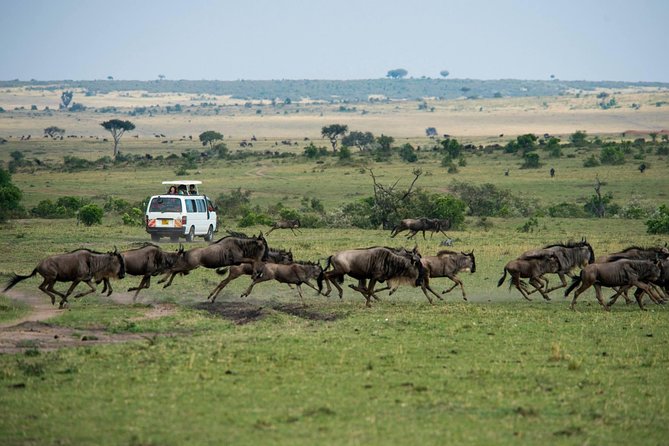 3-DAY Best Maasai Mara Safari (POPULAR) - Day 1: Nairobi, the Great Rift Valley, and the first Mara drive