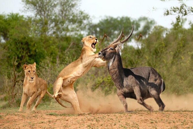3-Day Budget Maasai Mara Joining Safari with 4x4 LandCruiser Jeep - Balloon safari option at $380
