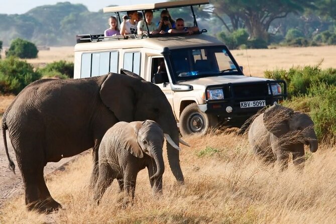 3-Day Budget Maasai Mara Joining Safari with 4x4 LandCruiser Jeep - Afternoon game viewing on day one