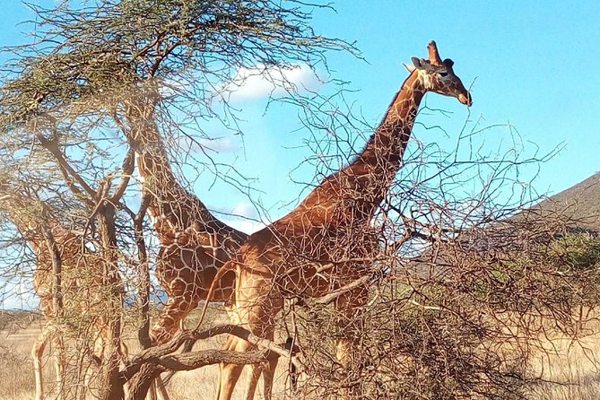 3-day Budget Safari To Maasai Mara - The Maasai village visit