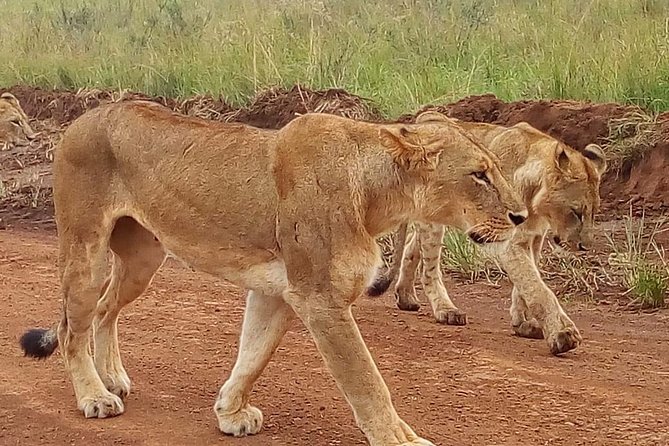 3-day Budget Safari To Maasai Mara - Vehicles, groups, and guide service