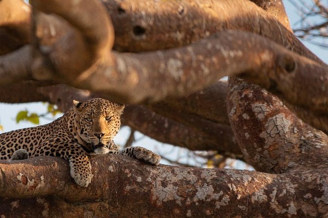 3-day Budget Safari To Maasai Mara - Day two: the main wildlife day