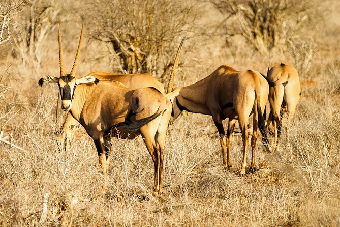 3 day Diani Beach To Tsavo East & West - Mzima Springs and the final morning