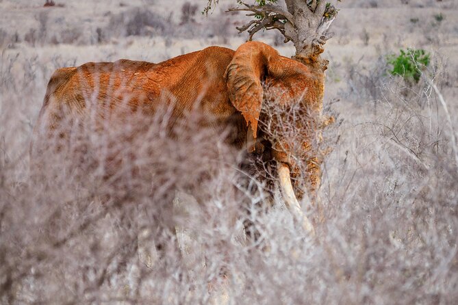 3 day Diani Beach To Tsavo East & West - What the guide can make possible