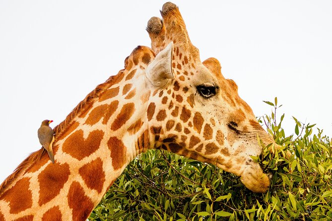3 day Diani Beach To Tsavo East & West - Comfort, meals, and the daily rhythm