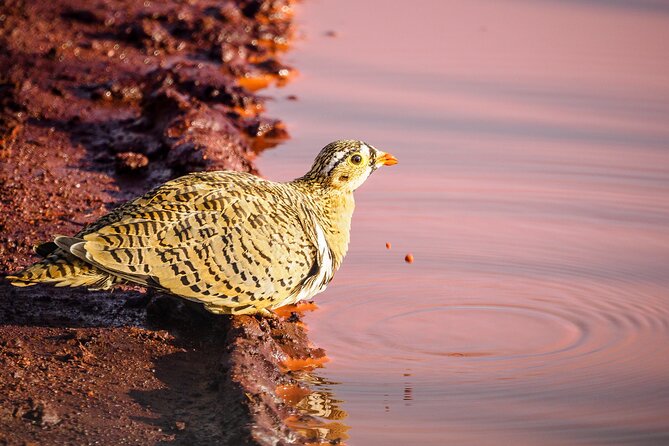 3 day Diani Beach To Tsavo East & West - The price and who gets the best value
