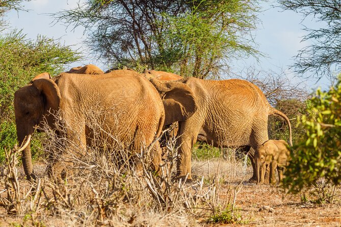 3 day Diani Beach To Tsavo East & West - What the Ngulia Rhino Sanctuary adds
