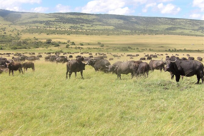 3 Day Exploring Amboseli National Park - Day one: Kilimanjaro views and elephant country