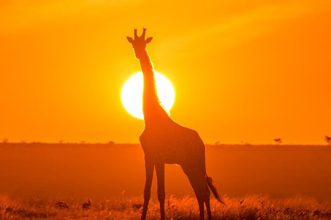 3 Day Exploring Amboseli National Park - Day three: breakfast, checkout, and Nairobi