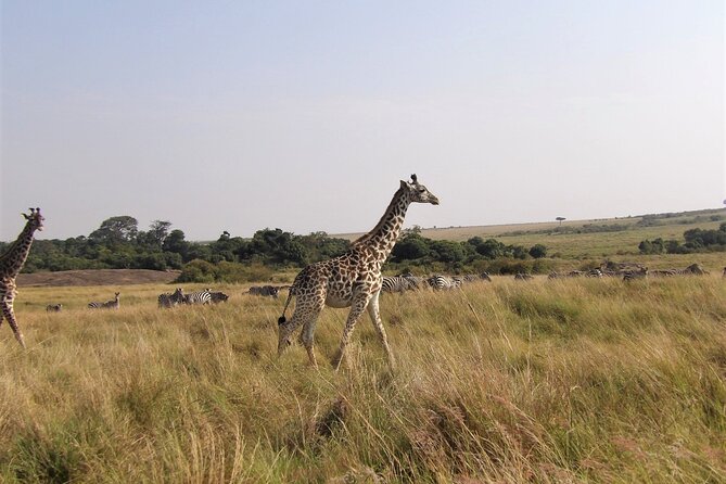 3 Day Exploring Amboseli National Park - Leaving Nairobi at 6:30 a.m.