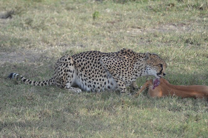 3-Day Group Safari in Masai Mara with Pick Up - The long road from Nairobi to the Mara