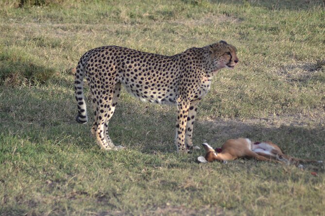 3-Day Group Safari in Masai Mara with Pick Up - Your first afternoon inside Maasai Mara