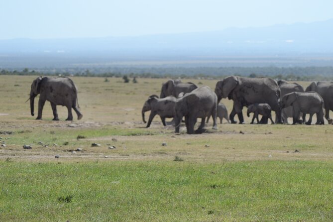 3-Day Group Safari in Masai Mara with Pick Up - What the group format means for you