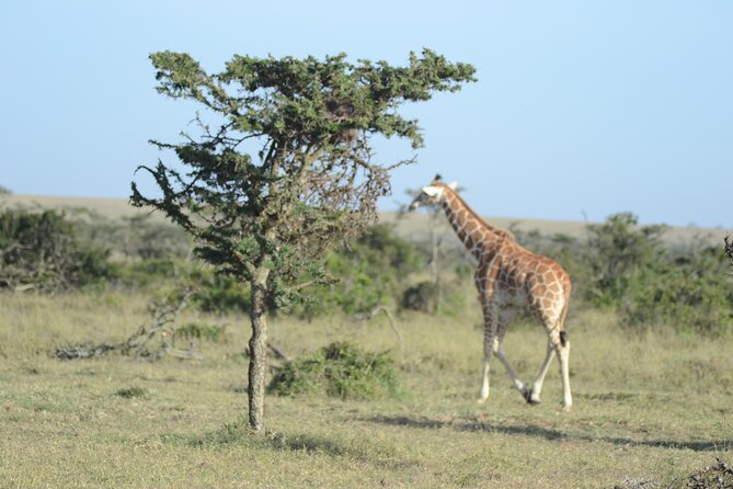 3-Day Group Safari in Masai Mara with Pick Up - The Mara River and the Great Migration