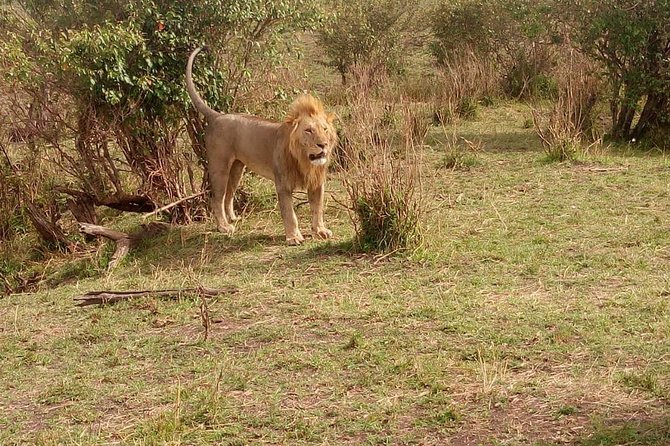 3 day maasai mara budget Camping Group safari - Nairobi to the Maasai Mara by road