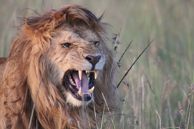 3-Day Maasai Mara Group Joining Safari - Starting at Sarova Stanley at 7:30 am