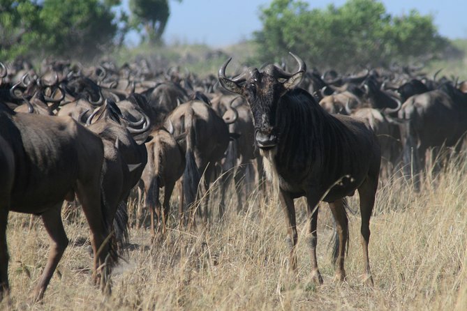 3-Day Maasai Mara Group Joining Safari - Day 1: First game drive in Maasai Mara