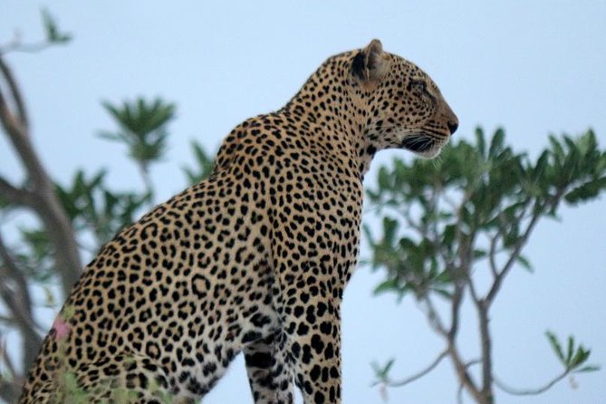 3-Day Maasai Mara Guided Safari From Nairobi - A budget safari with one big cost to calculate