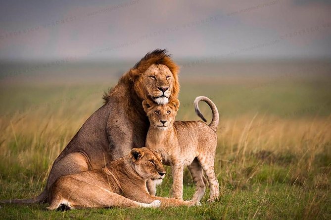 3-Day Maasai Mara Guided Safari From Nairobi - Day two: the safari day that matters most