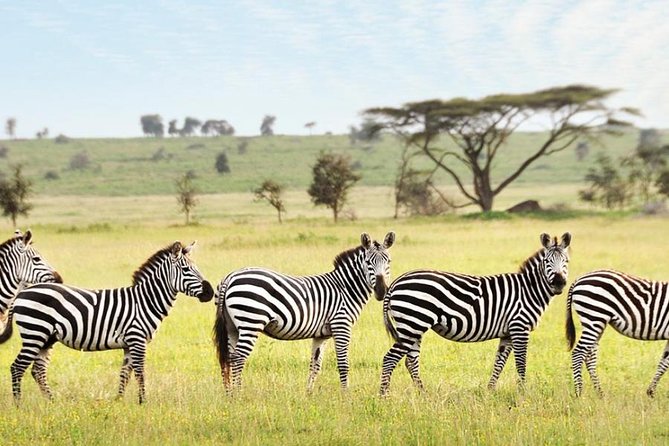 3-Day Maasai Mara Guided Safari From Nairobi - Small-group value and the guide question