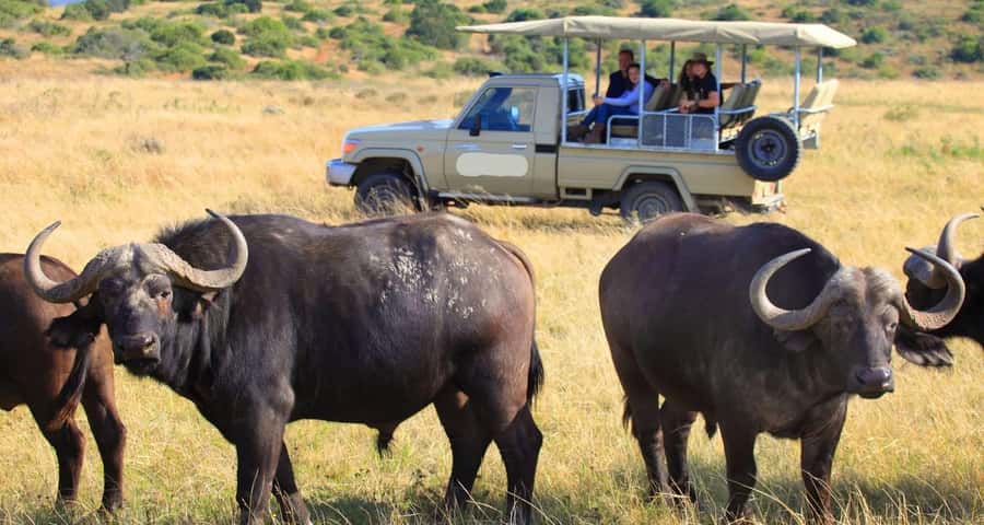 3-Day Maasai Mara Joining Safari at Enkorok Luxury Camp - The $995 price and the real value