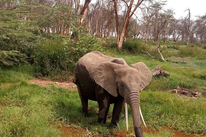 3 Day Maasai Mara & Migration safari - Leaving Nairobi at 7:30 am