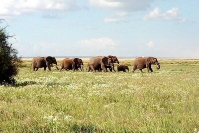 3 Day Maasai Mara & Migration safari