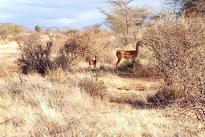 3 Day Maasai Mara & Migration safari - What the $430 price really buys