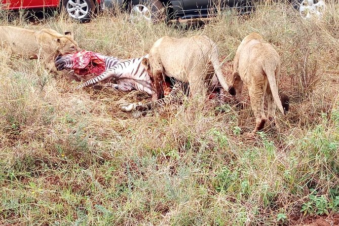 3 Day Maasai Mara & Migration safari - Who should book this Maasai Mara safari?